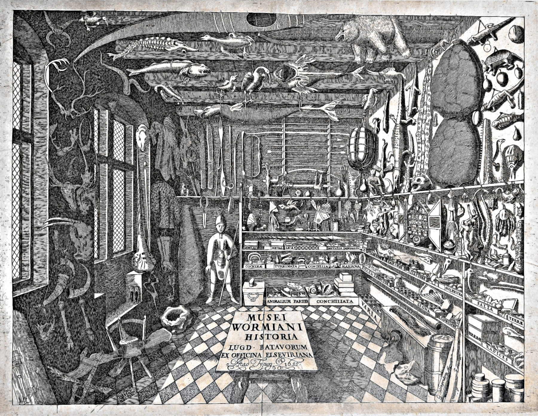『Museum Wormianum』扉絵 1655年 オーレ・ヴォルムのコレクション室を示す図版。画像:Didier Descouens/Wikimedia Commons/CC BY-SA 4.0(https://creativecommons.org/licenses/by-sa/4.0/)