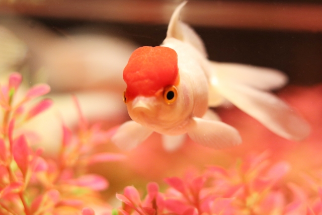 ランチュウ 金魚