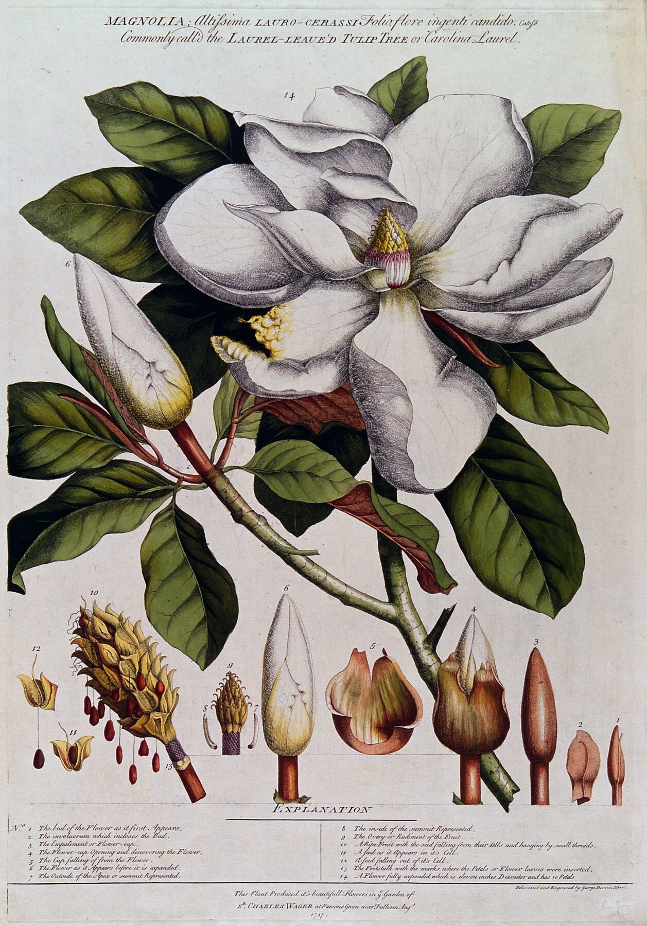 ゲオルク・ディオニシウス・エーレット《Magnolia species》1737年頃 彩色エッチング。画像:Wellcome Collection/Wikimedia Commons/CC BY 4.0(https://creativecommons.org/licenses/by/4.0/)/改変なし エーレットが描いたマグノリアの花と果実の植物画
