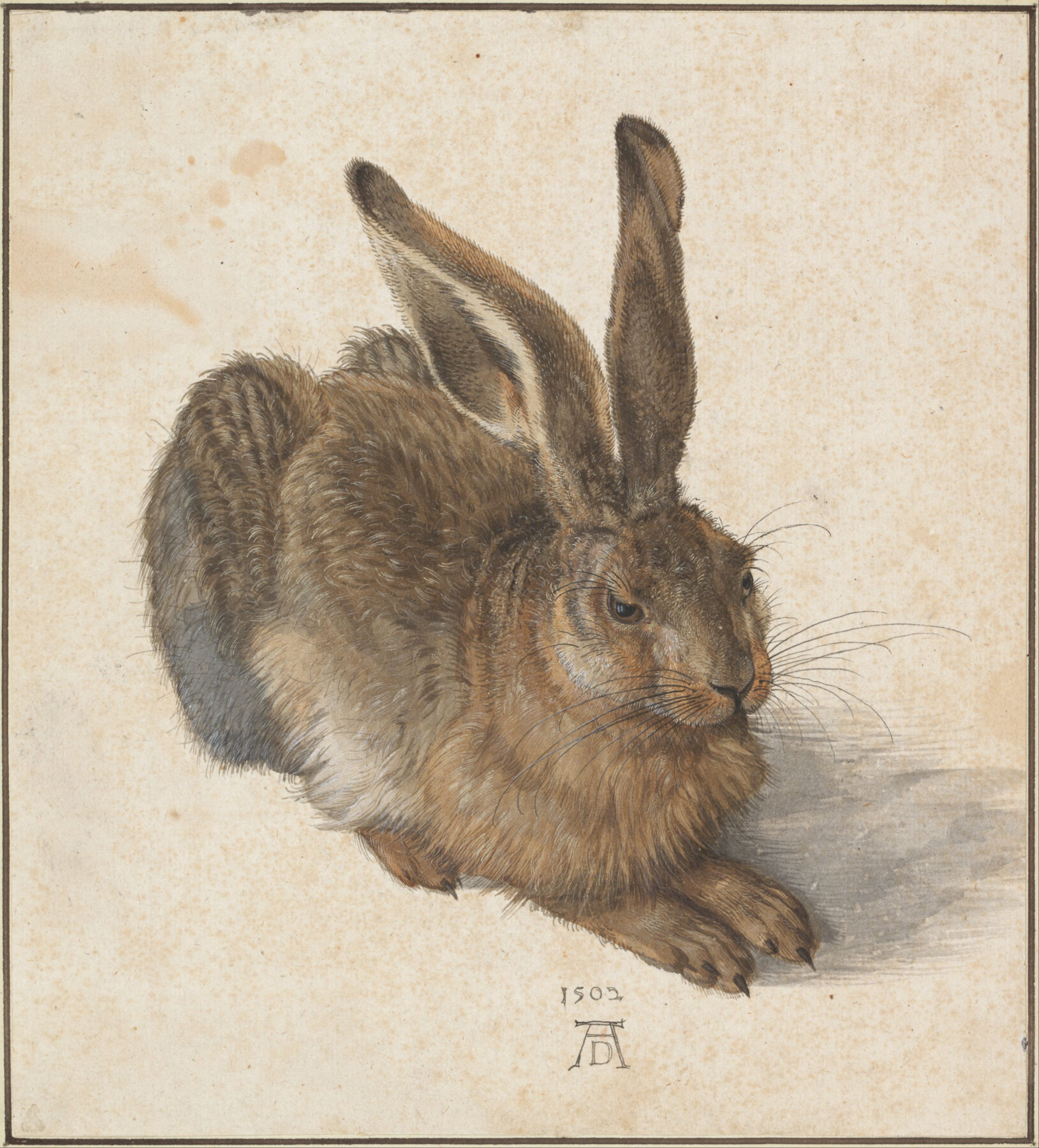 『野兎』 アルブレヒト・デューラー 1502年 水彩・不透明水彩・紙 25.1×22.6cm アルベルティーナ所蔵