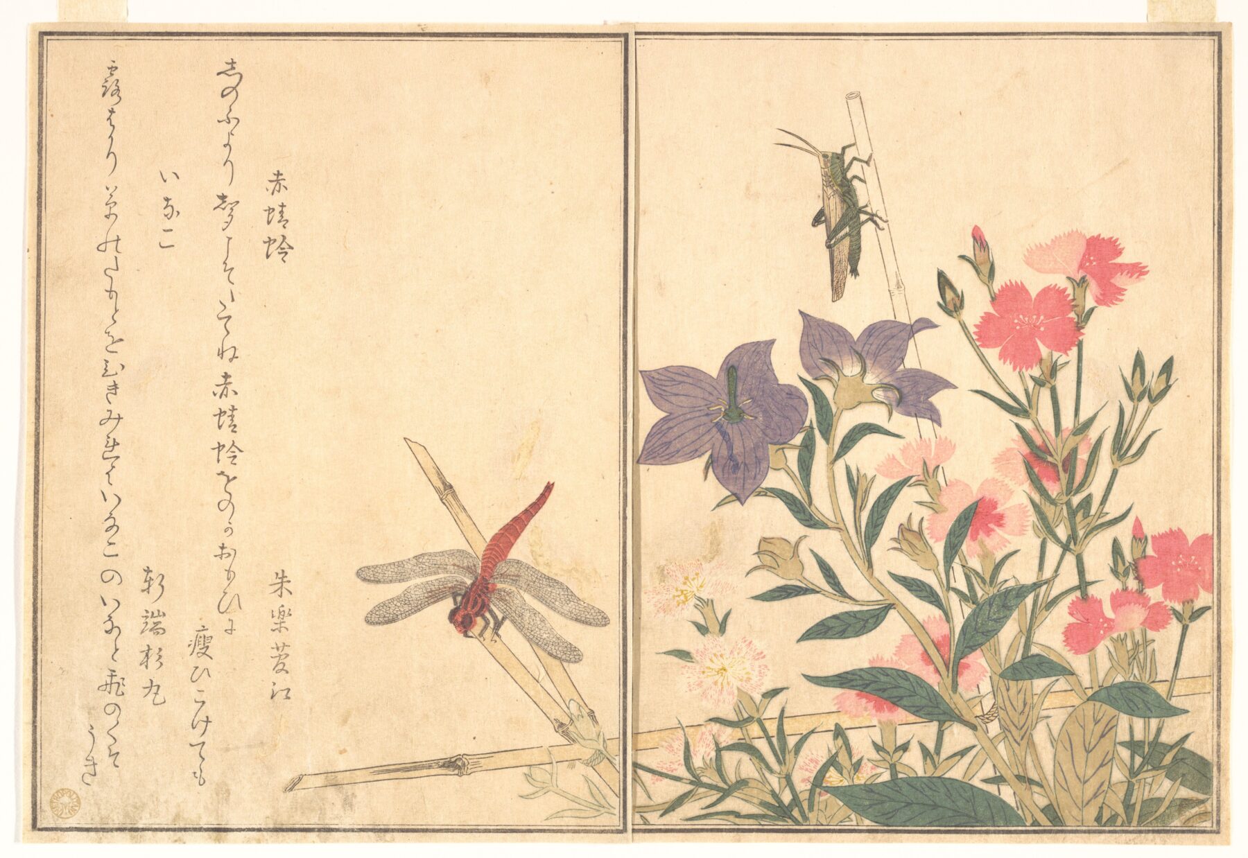 『絵本虫撰 赤蜻蛉・稲子』　喜多川歌麿　1788年　木版画（摺物・狂歌絵本『絵本虫撰』より）　赤蜻蛉（あかとんぼ）と稲子（いなご）を描いた博物画的作品