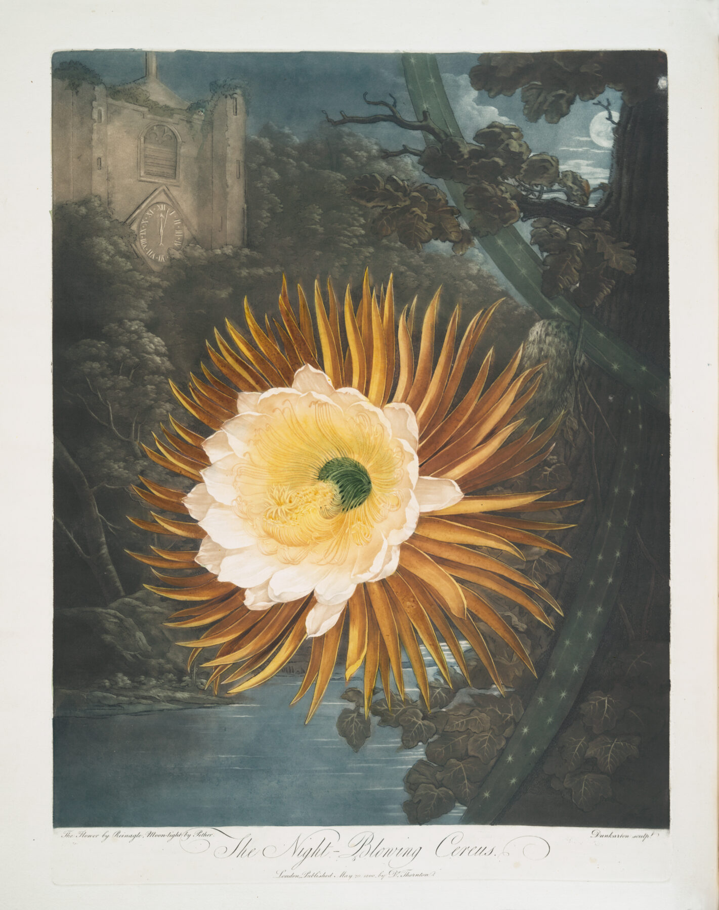 フィリップ・ライナグル、背景:エイブラハム・ペザー《The Night-Blowing Cereus》1807年 『The Temple of Flora』所収 彩色版画