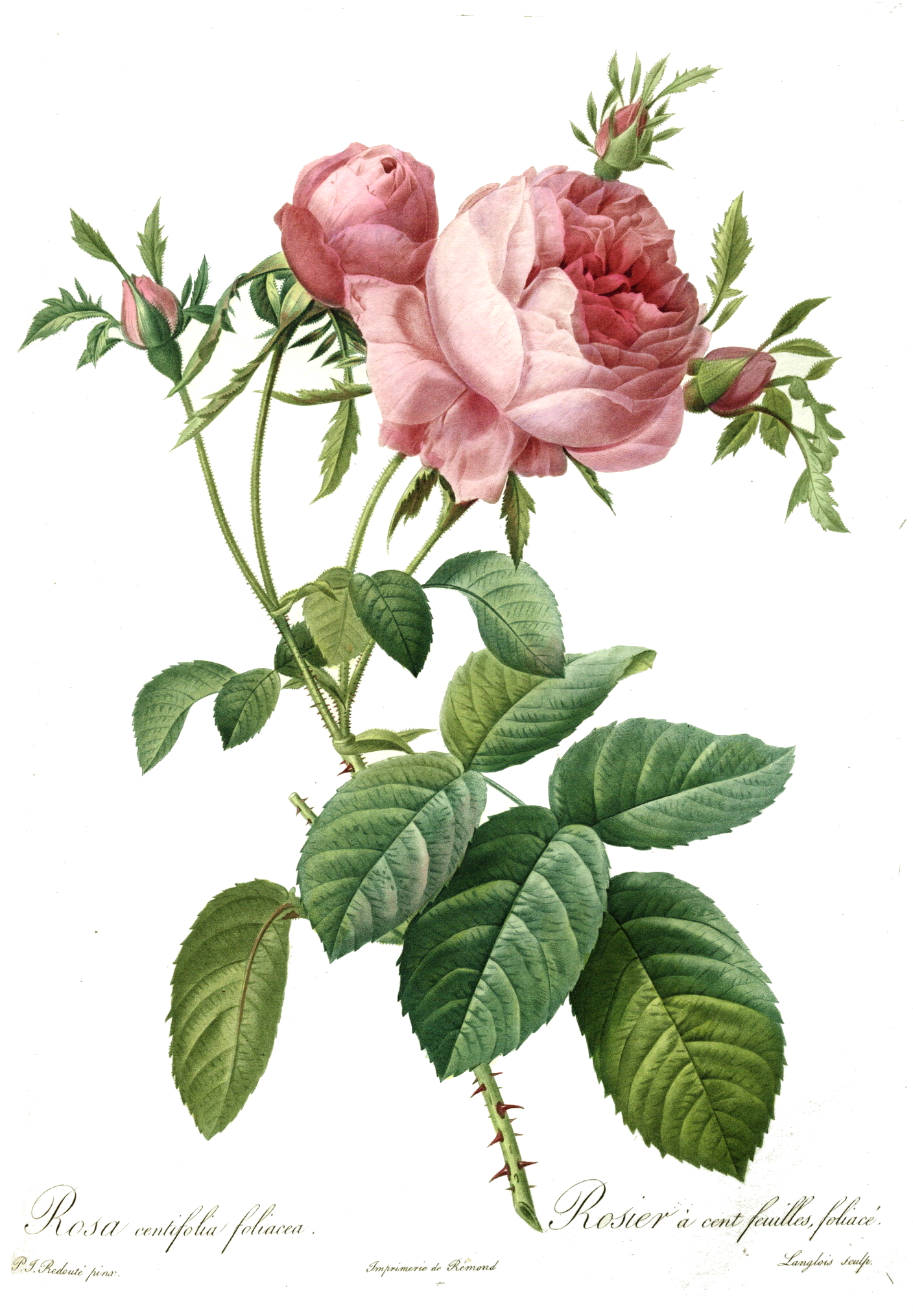 ピエール＝ジョゼフ・レドゥーテ《Rosa centifolia foliacea》1824年 『Les Roses』所収 彩色銅版画