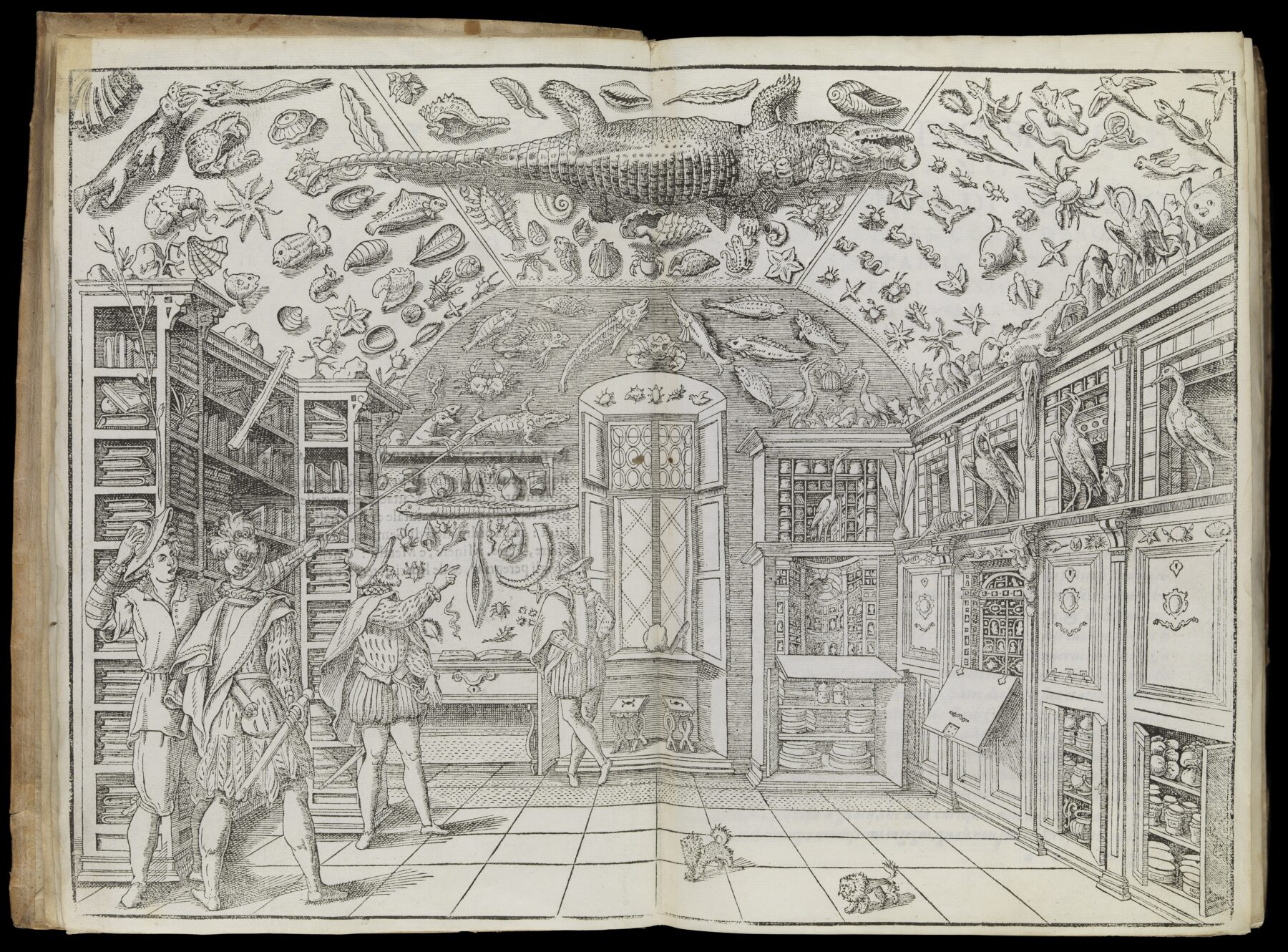 『Dell’Historia Naturale』に掲載された自然史コレクション室図版 1599年 Wellcome Collection所蔵画像。画像:Wellcome Collection/CC BY 4.0(https://creativecommons.org/licenses/by/4.0/) 天井からワニが吊るされた驚異の部屋の古い木版図版alt案:天井からワニが吊るされた驚異の部屋の古い木版図版
