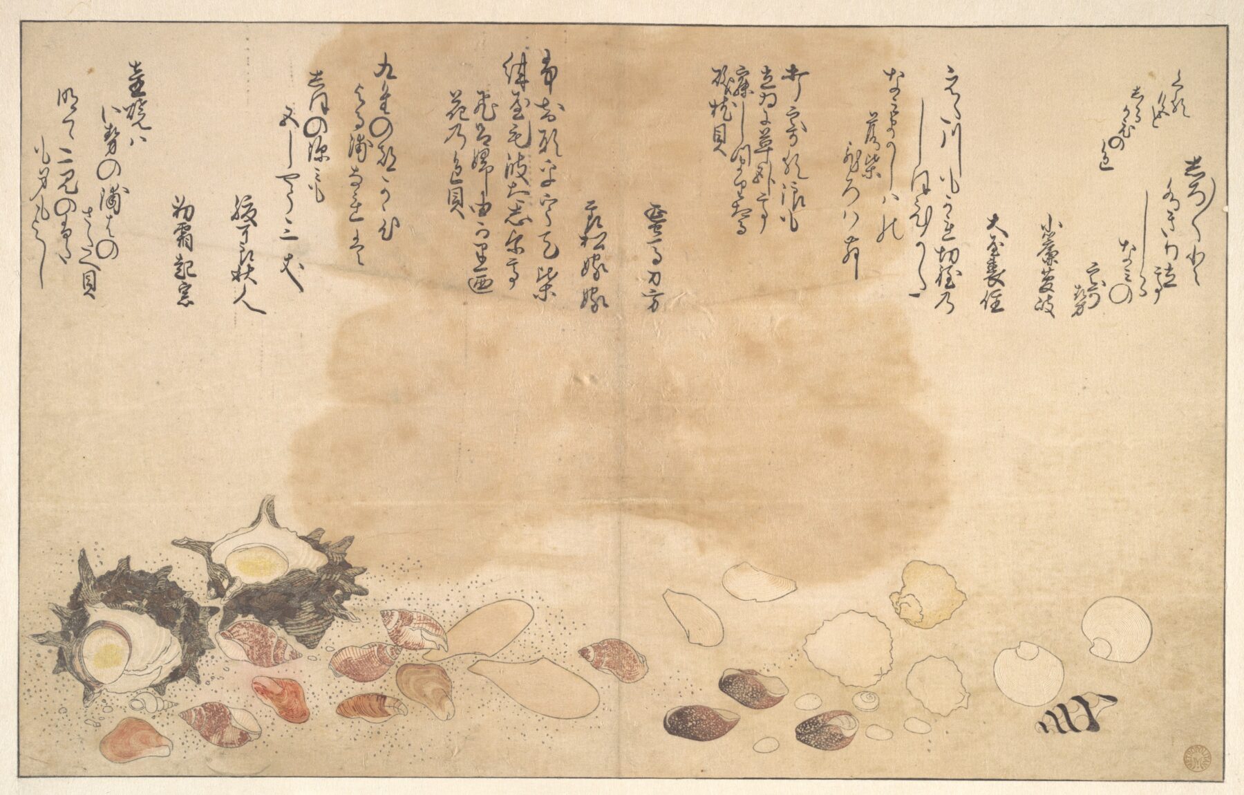『水中の貝（Shells under Water）』　喜多川歌麿　1790年　木版画（摺物・自然観察図／『潮干のつと』系作品群）　水中の貝を描いた博物画的作品