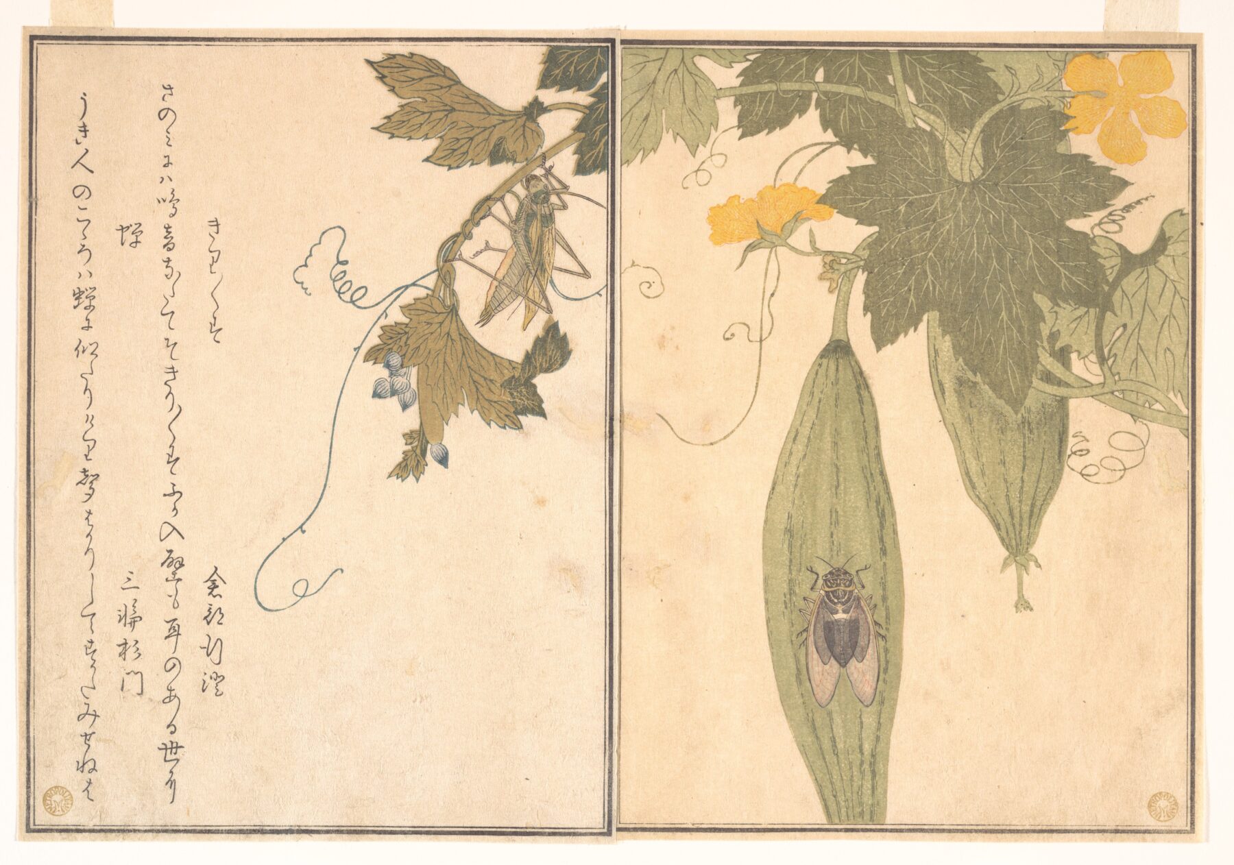 『画本虫撰』「きりきりす」「蝉」 喜多川歌麿 1788年 木版多色摺版本挿絵 メトロポリタン美術館所蔵 きりきりすと蝉を描いた蔦屋重三郎刊行の狂歌絵本