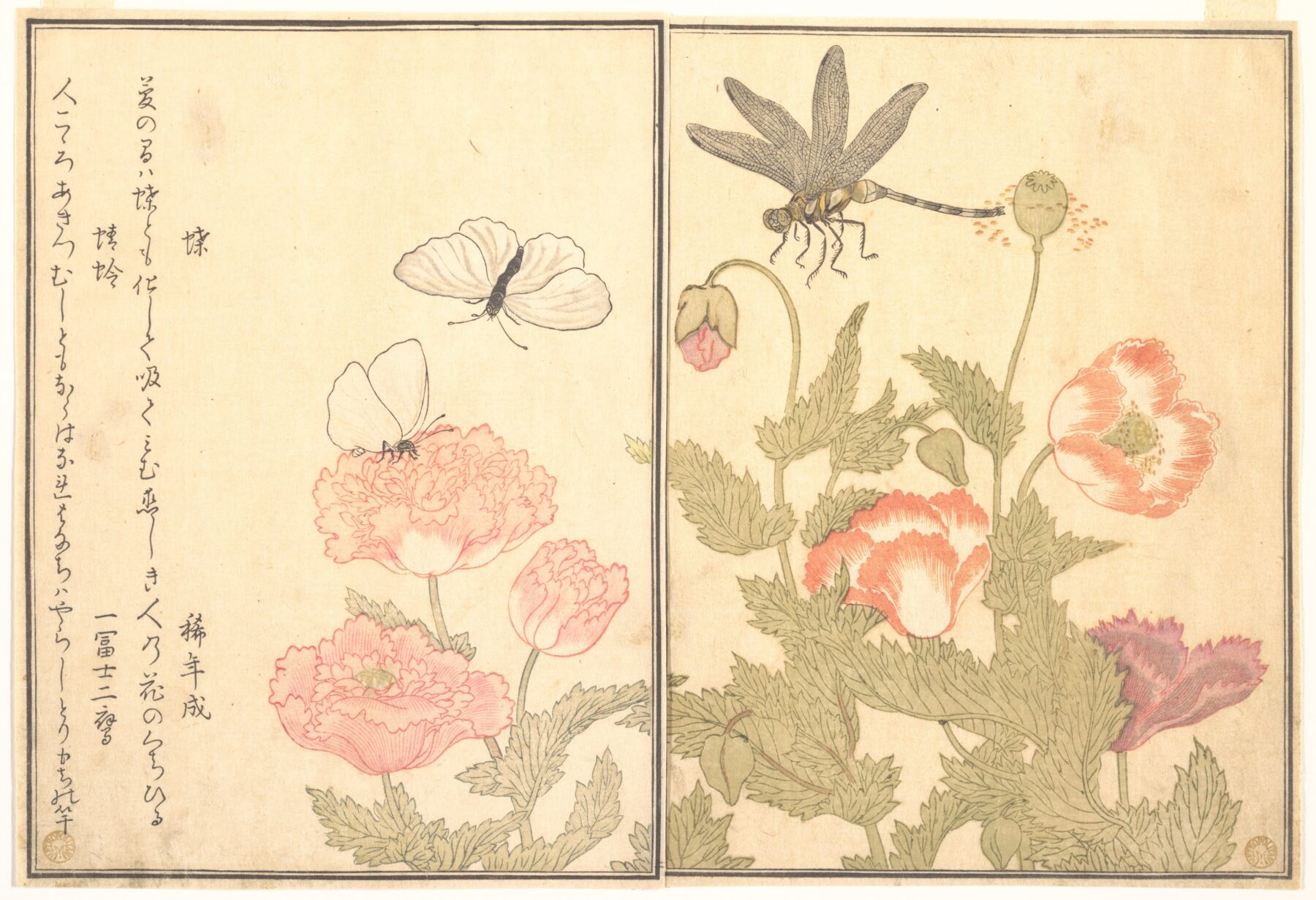 『画本虫撰』「蝶」「蜻蛉」 喜多川歌麿 1788年 木版多色摺版本挿絵 メトロポリタン美術館所蔵　　蝶と蜻蛉を描いた蔦屋重三郎刊行の狂歌絵本