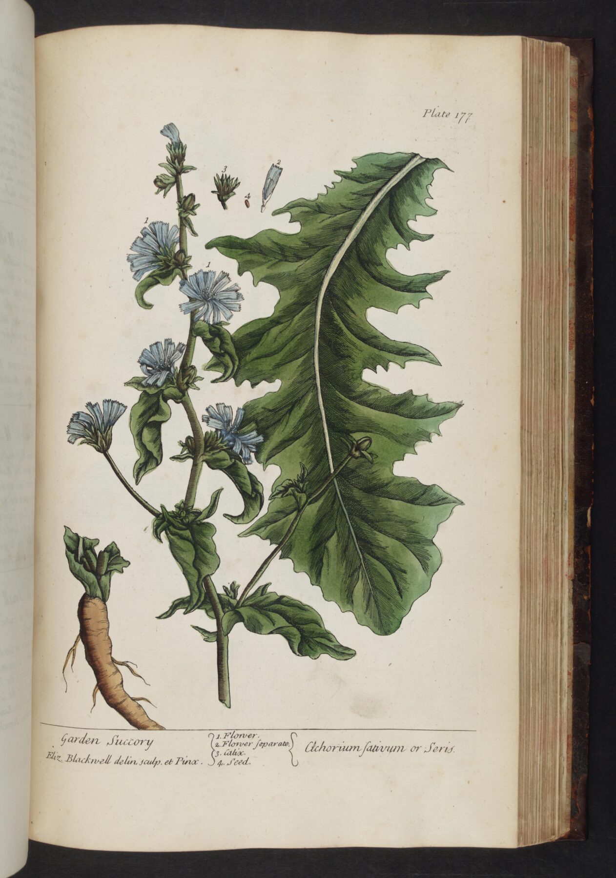 エリザベス・ブラックウェル『A Curious Herbal』Plate 177 Garden Succory 1737年 銅版画・手彩色