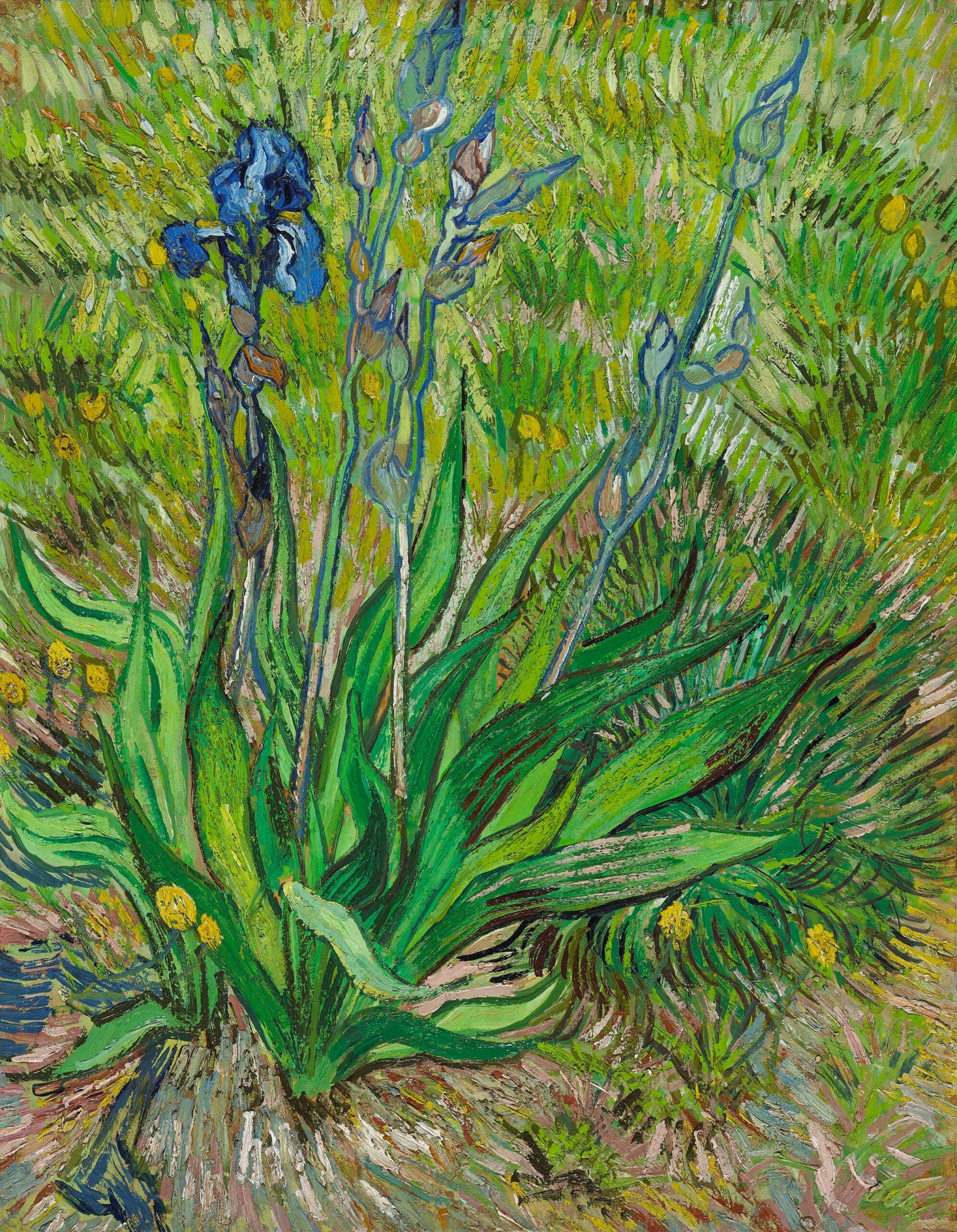 ゴッホ『Iris（アイリス）』1889年、カナダ国立美術館所蔵
