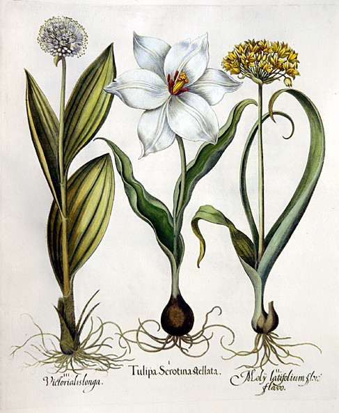 バジリウス・ベスラー『Hortus Eystettensis』Plate 79 1613年 彩色植物図版