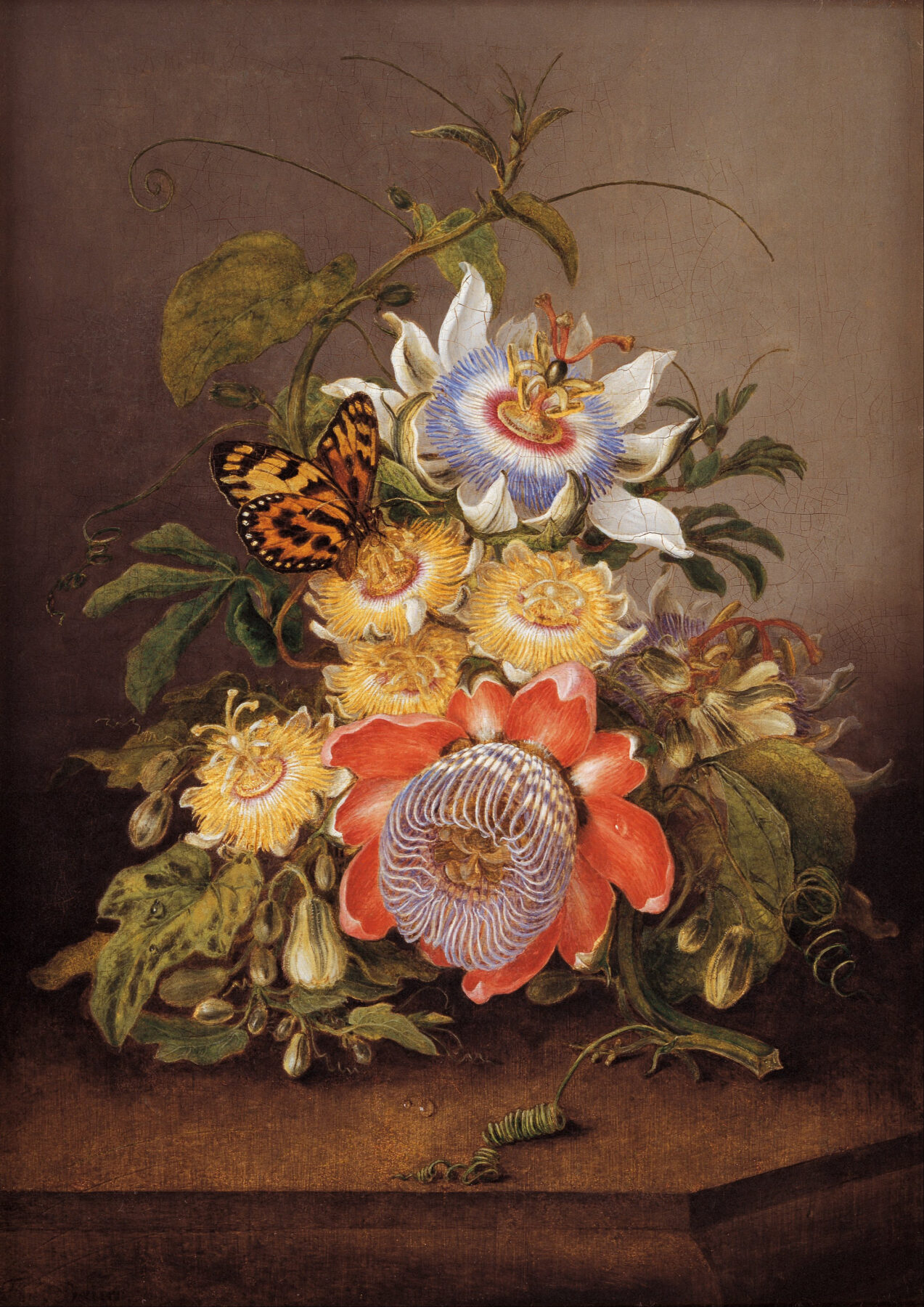 フェルディナント・バウアー《Passionflowers》1812年 油彩・板 南オーストラリア美術館所蔵