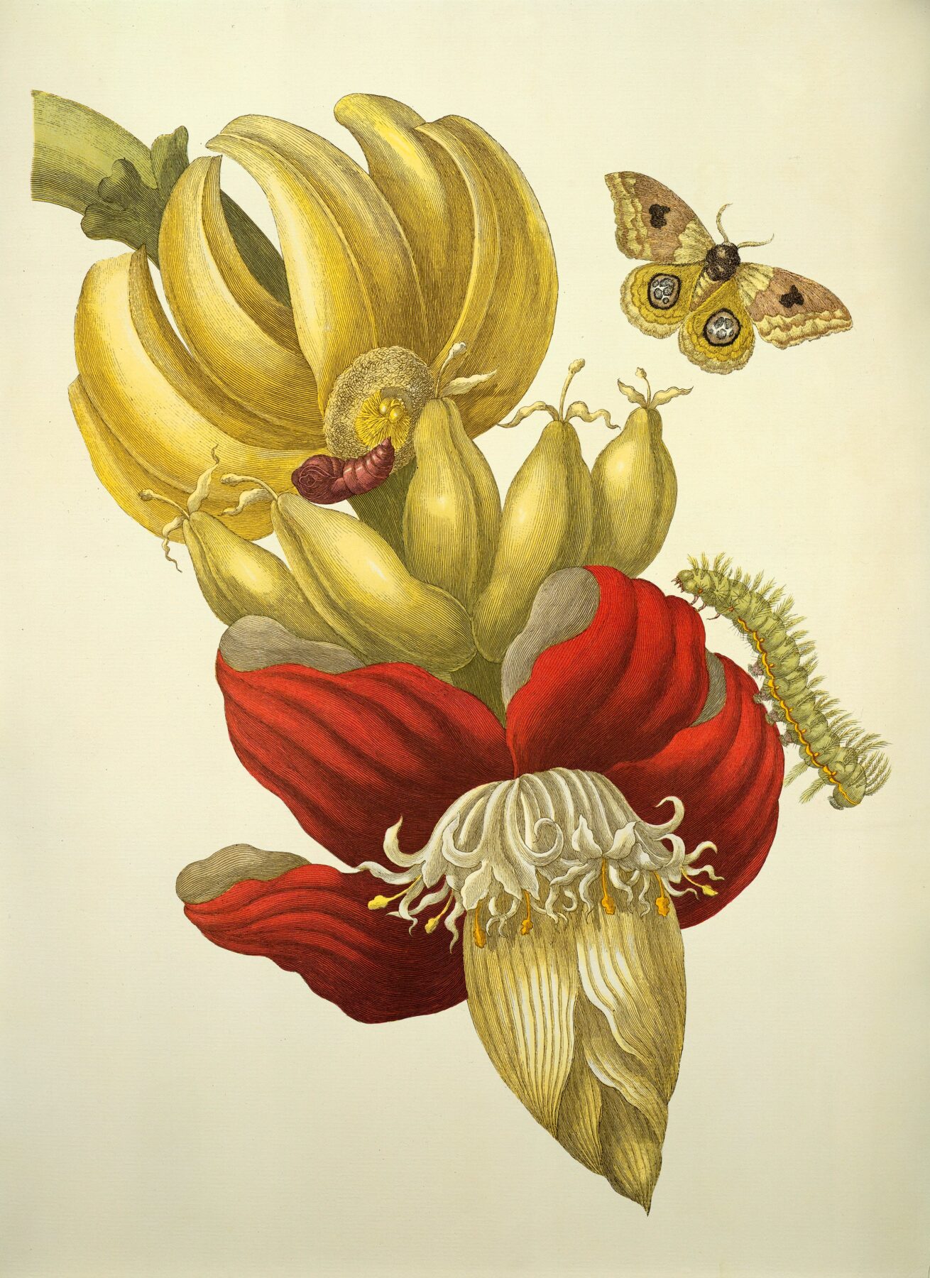 マリア・ジビーラ・メーリアン《バナナの花と果実》1705年 『Metamorphosis insectorum Surinamensium』所収