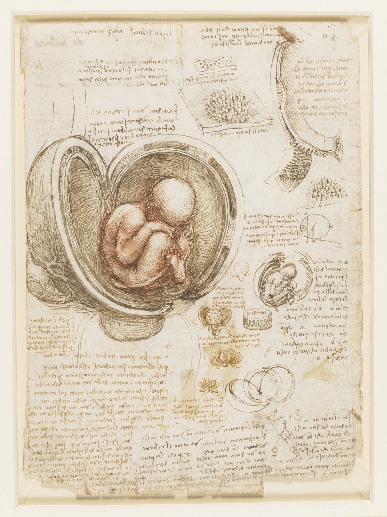 レオナルド・ダ・ヴィンチ「子宮内の胎児」1511年頃