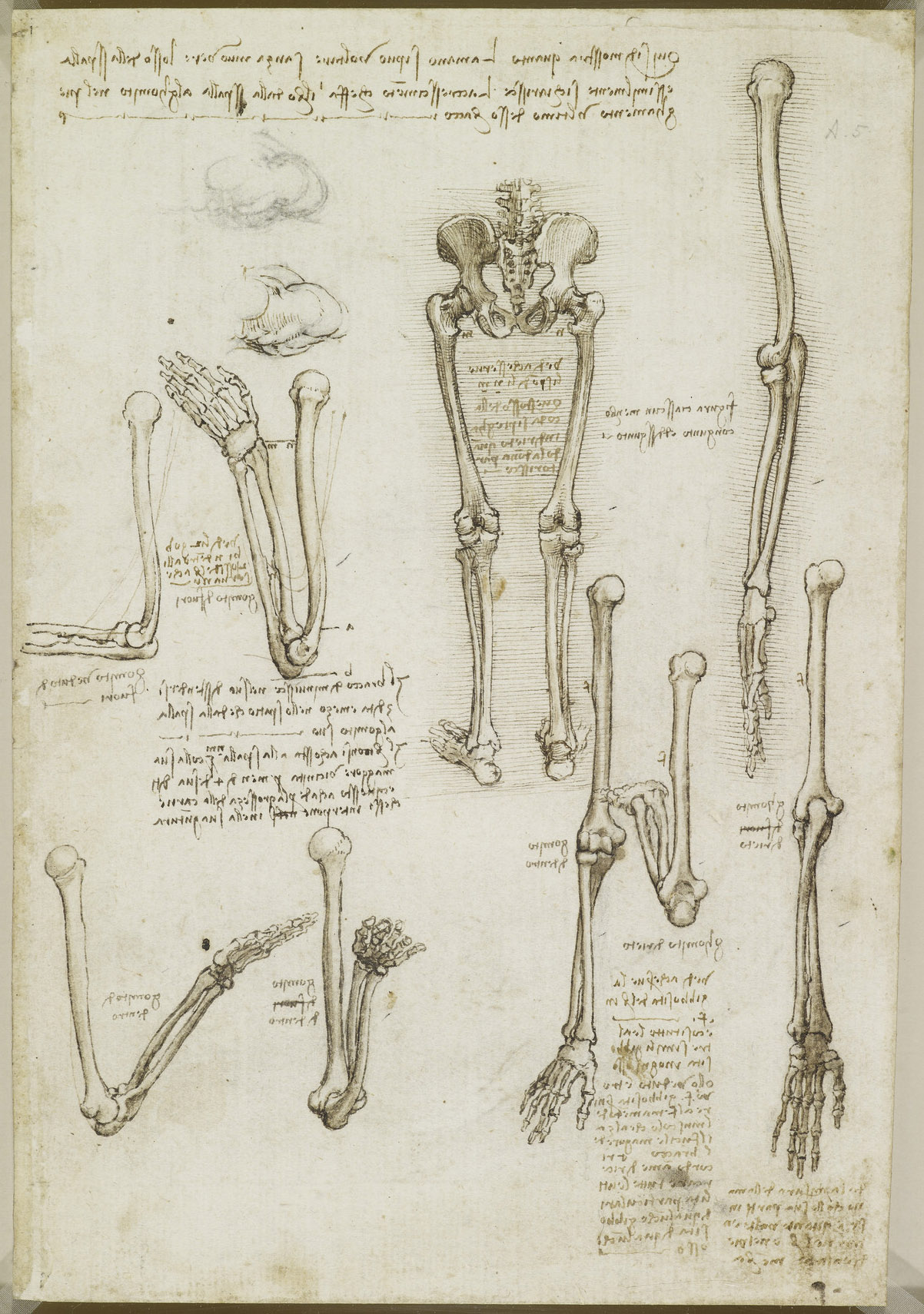 レオナルド・ダ・ヴィンチ「腕と脚の骨」1510〜1511年頃